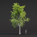 Trees collection vol 247-3dmodel