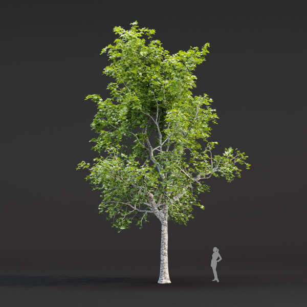 Trees collection vol 247-3dmodel