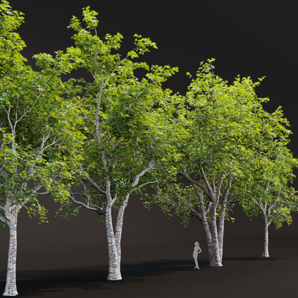 Trees collection vol 247-3dmodel