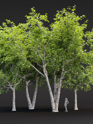 Trees collection vol 247-3dmodel