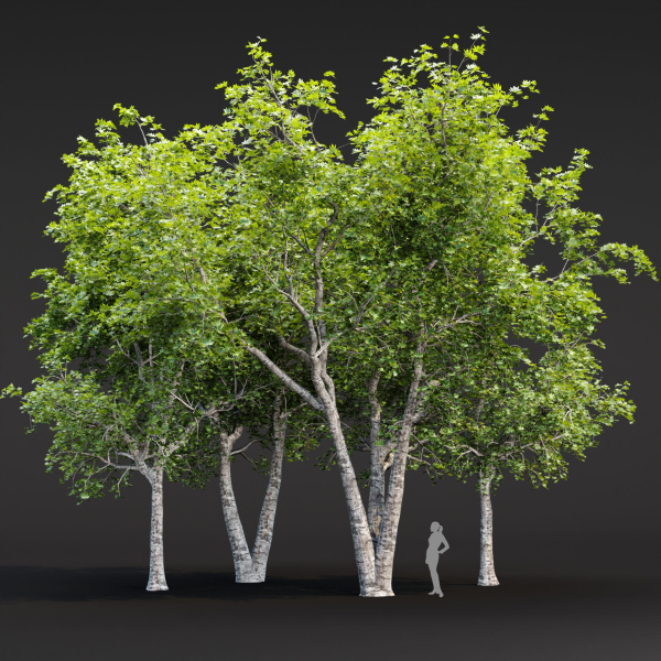 Trees collection vol 247-3dmodel