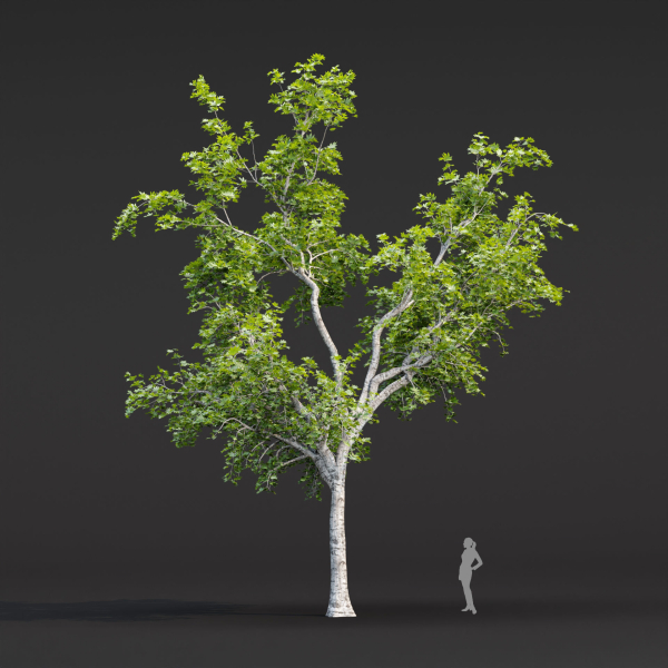 Trees collection vol 247-3dmodel