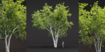 Trees collection vol 247-Blender