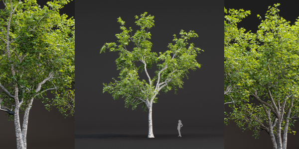 Trees collection vol 247-Blender