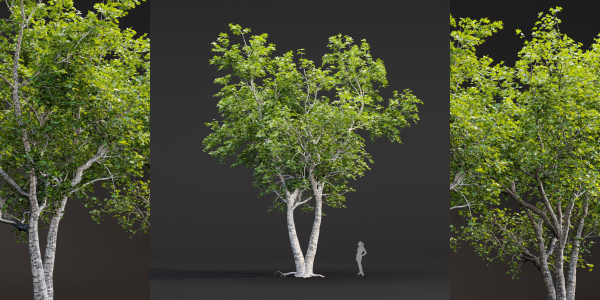 Trees collection vol 247-Blender