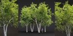 Trees collection vol 247-Blender
