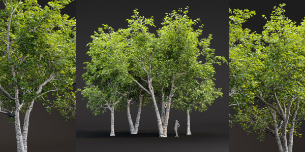 Trees collection vol 247-Blender
