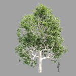 Trees Collection vol 252-3dsmax-blender