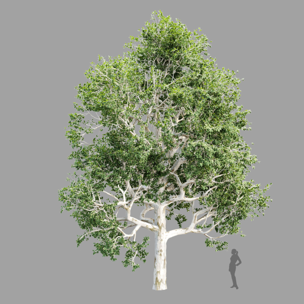 Trees Collection vol 252-3dsmax-blender