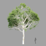 Trees Collection vol 252-3dsmax-blender
