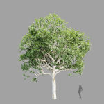 Trees Collection vol 252-3dsmax-blender