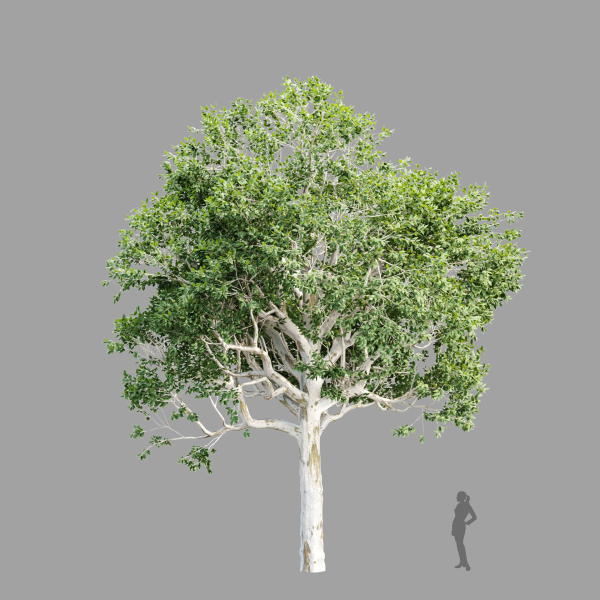 Trees Collection vol 252-3dsmax-blender