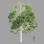Trees Collection vol 252-3dsmax-blender