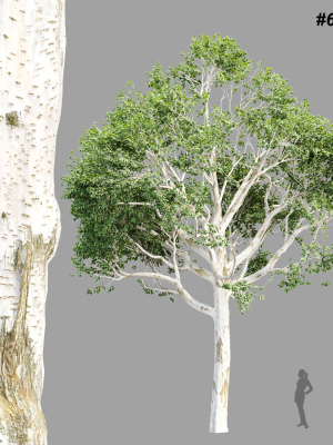 Trees Collection vol 252-3dsmax-blender