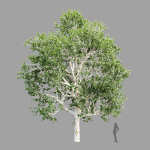 Trees Collection vol 252-3dsmax-blender