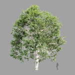 Trees Collection vol 252-3dsmax-blender