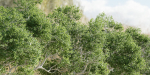 Trees Collection vol 252-3dsmax-blender