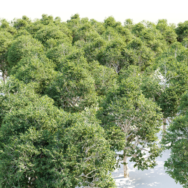 Trees Collection vol 252-3dsmax-blender