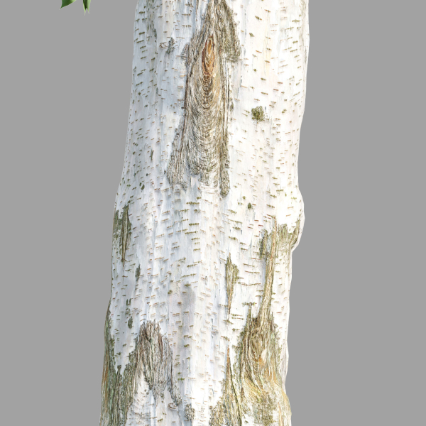 Trees Collection vol 252-3dsmax-blender