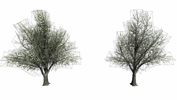 Trees