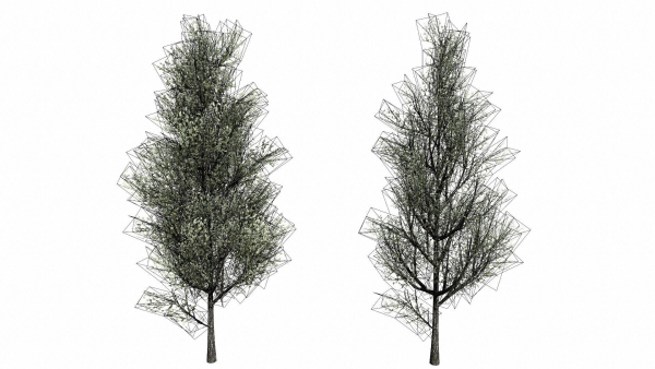 Trees