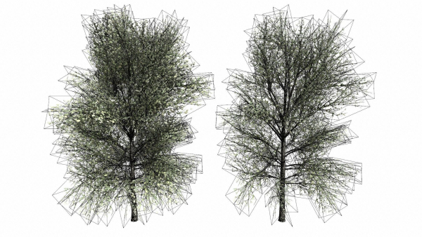 Trees