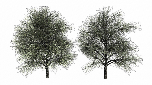 Trees