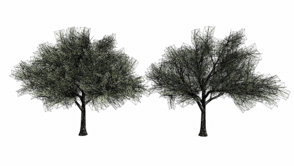 Trees