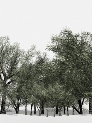 Trees