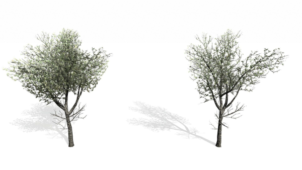 Trees