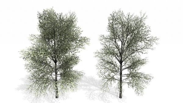 Trees