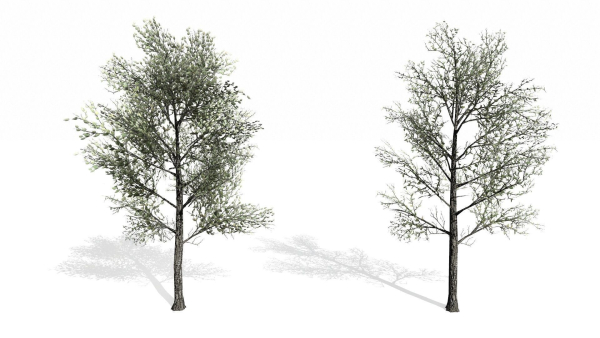 Trees