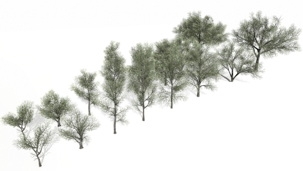 Trees