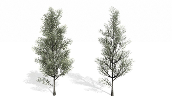 Trees