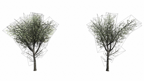 Trees