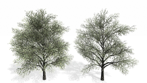 Trees