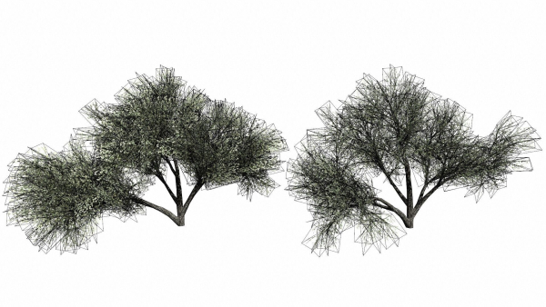 Trees