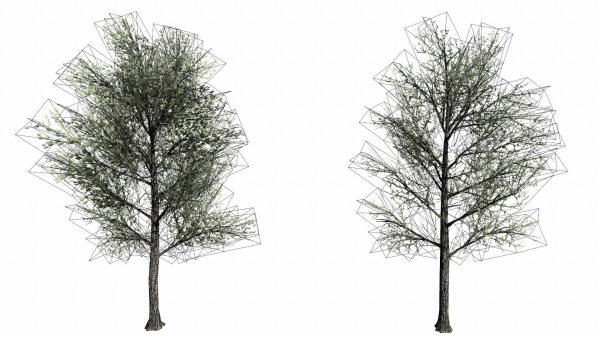 Trees