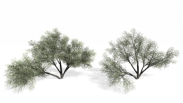Trees