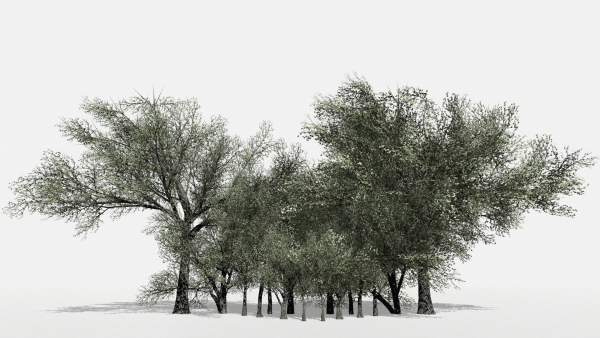Trees