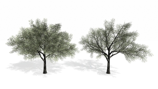 Trees