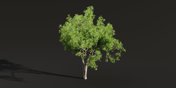 Trees for landscape collection vol 204-Blender