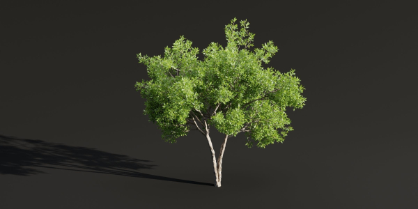Trees for landscape collection vol 204-Blender