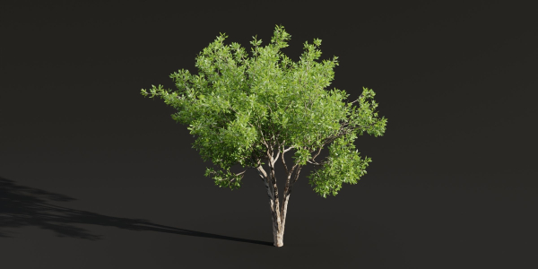 Trees for landscape collection vol 204-Blender