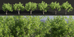 Trees for landscape collection vol 204-Blender