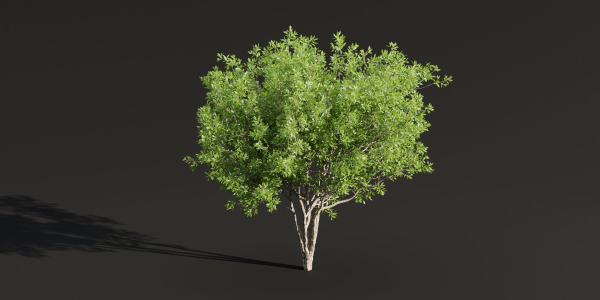Trees for landscape collection vol 204-Blender