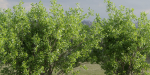 Trees for landscape collection vol 204-Blender