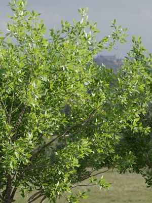 trees-for-landscape-collection-vol-204-blender-3d-model-43d887a0ed