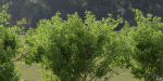 Trees for landscape collection vol 204-Blender