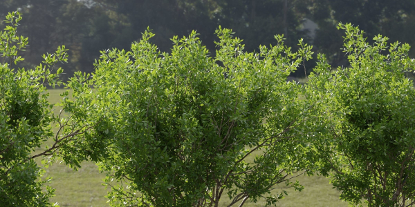 Trees for landscape collection vol 204-Blender
